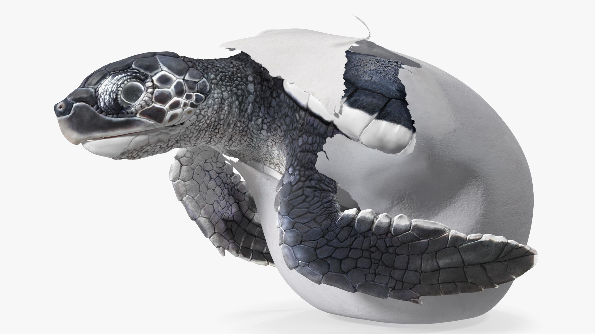 Baby Sea Turtle Hatching 3D model