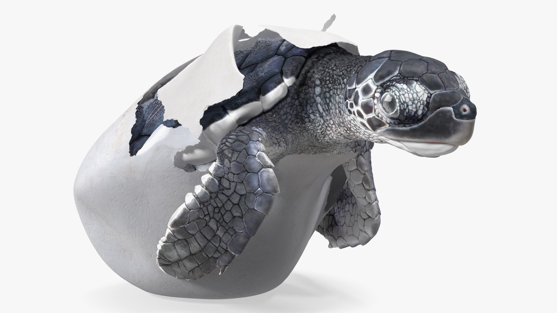 Baby Sea Turtle Hatching 3D model