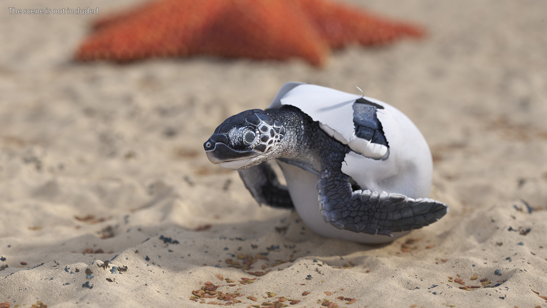 Baby Sea Turtle Hatching 3D model