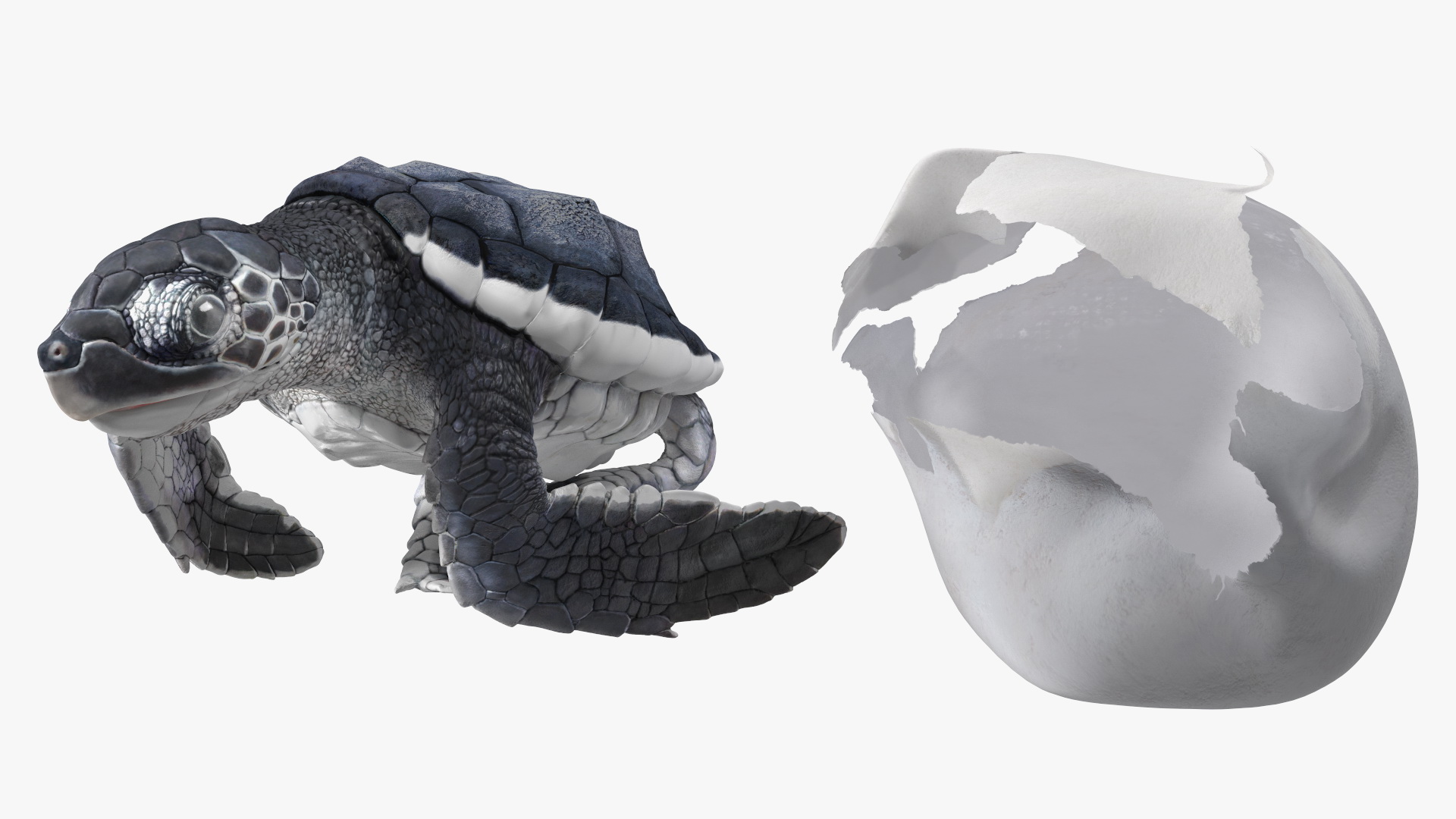 Baby Sea Turtle Hatching 3D model