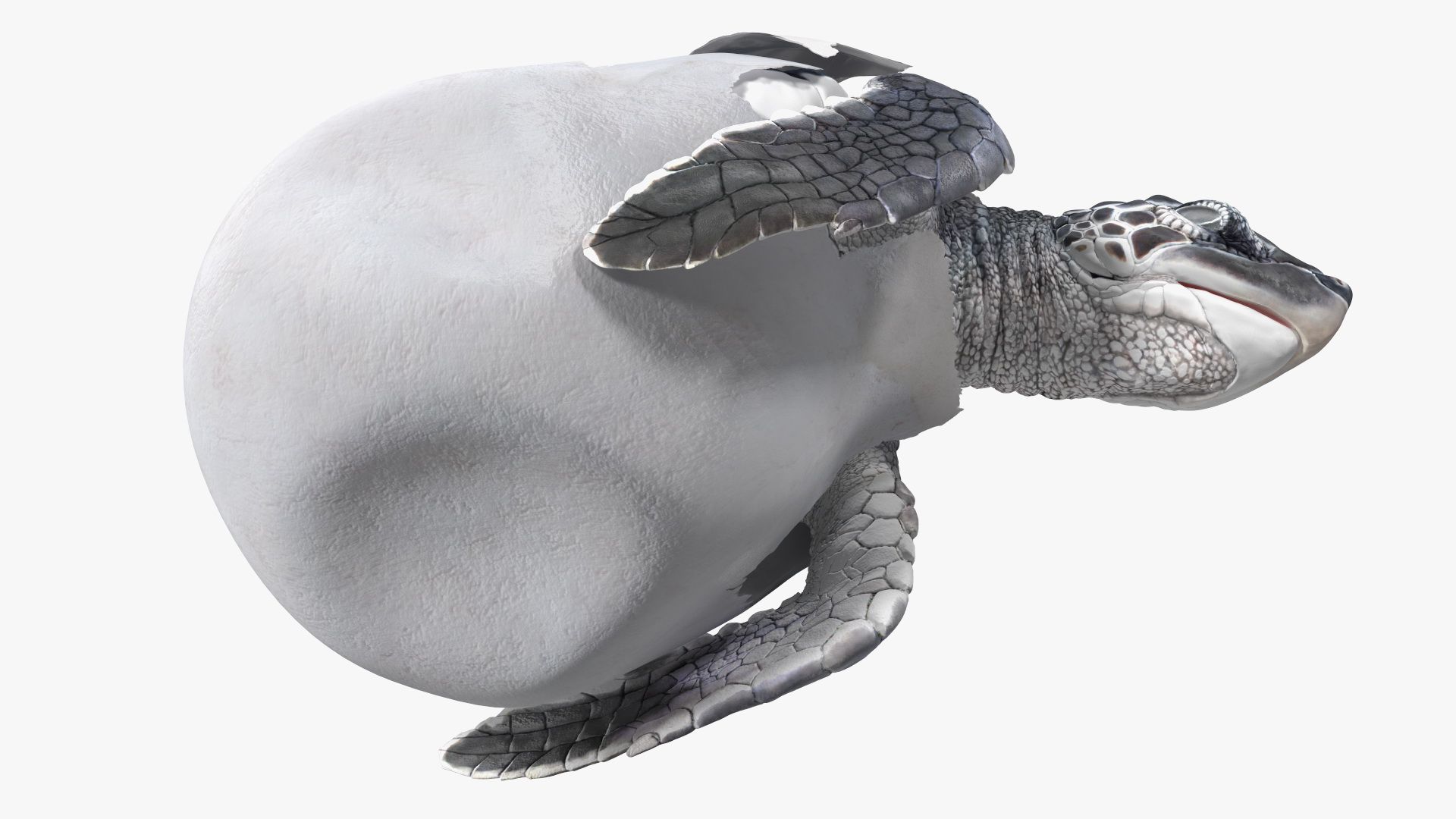 Baby Sea Turtle Hatching 3D model