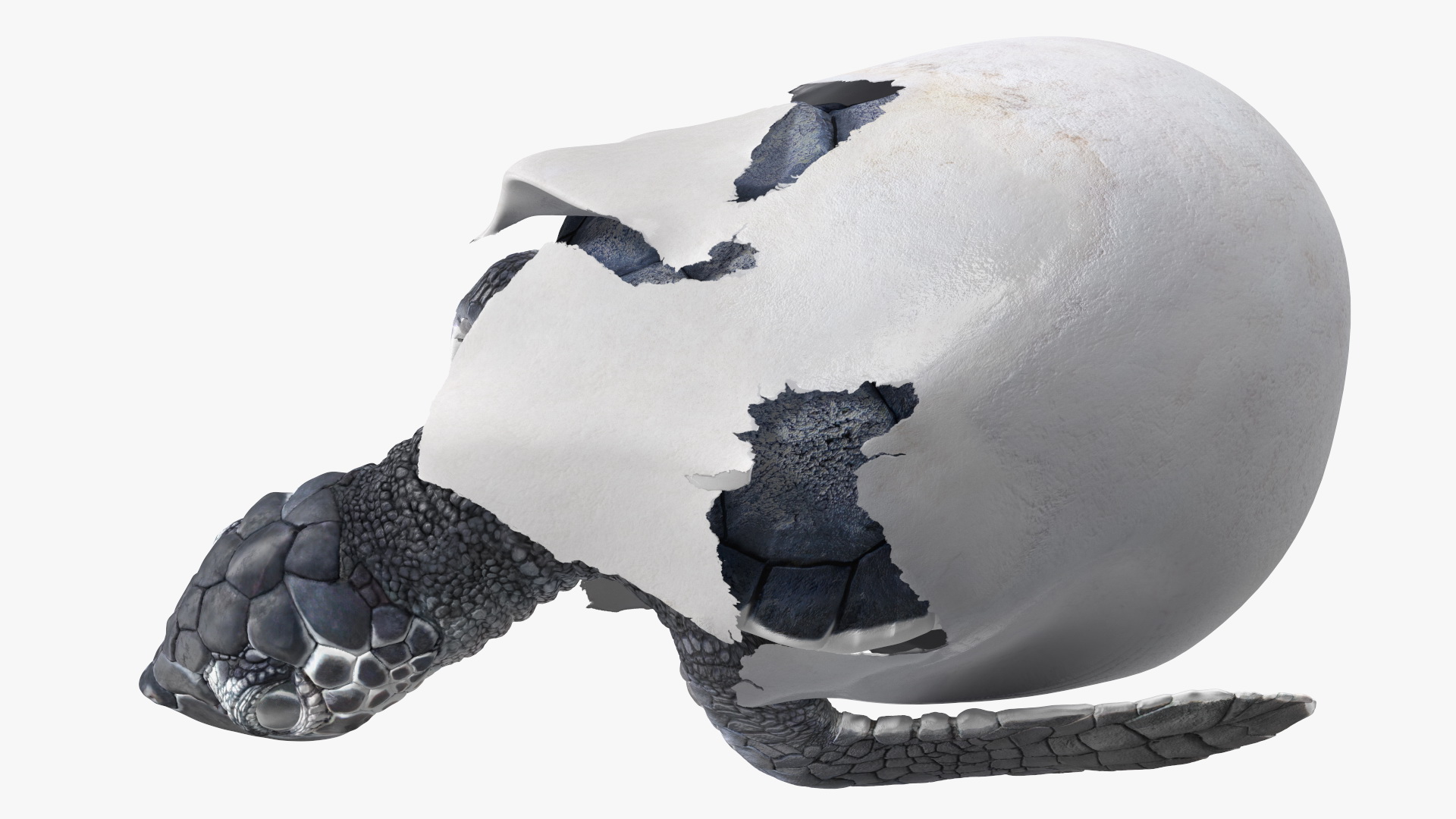 Baby Sea Turtle Hatching 3D model