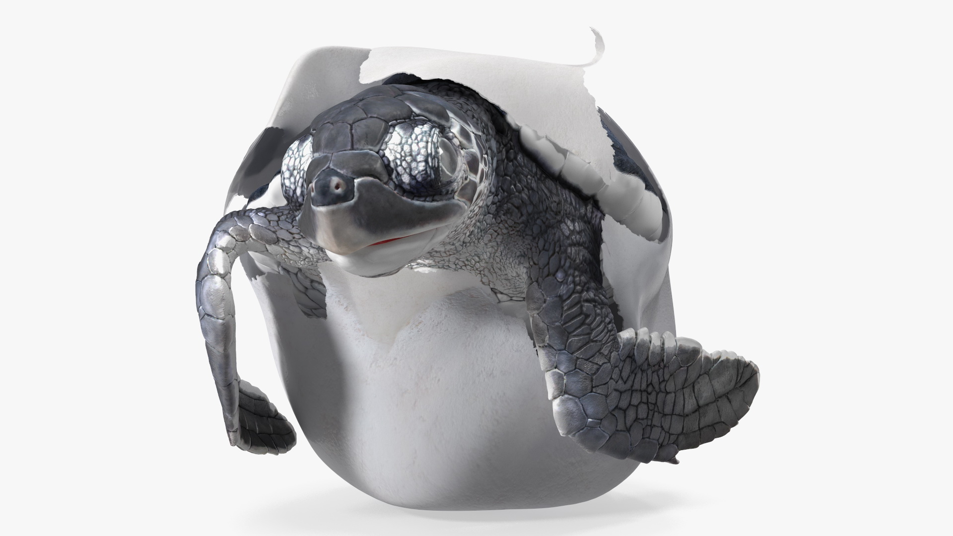 Baby Sea Turtle Hatching 3D model