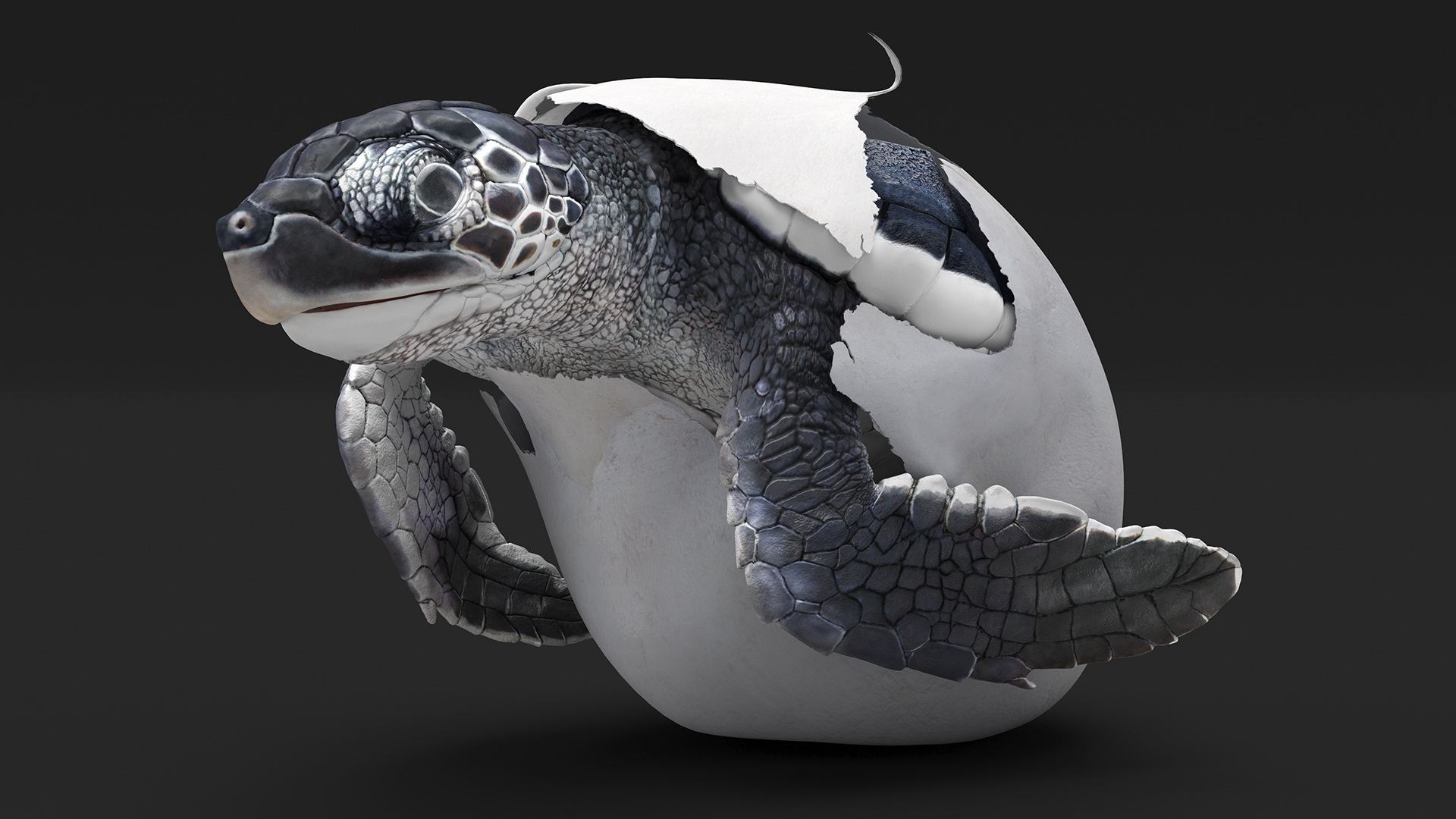 Baby Sea Turtle Hatching 3D model