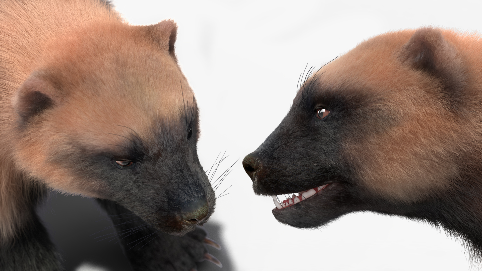 3D model Wolverine Light Color Fur