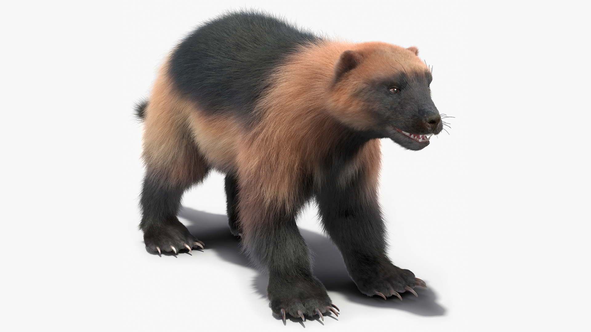 3D model Wolverine Light Color Fur