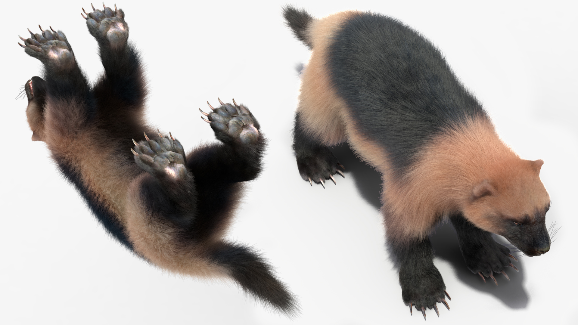 3D model Wolverine Light Color Fur