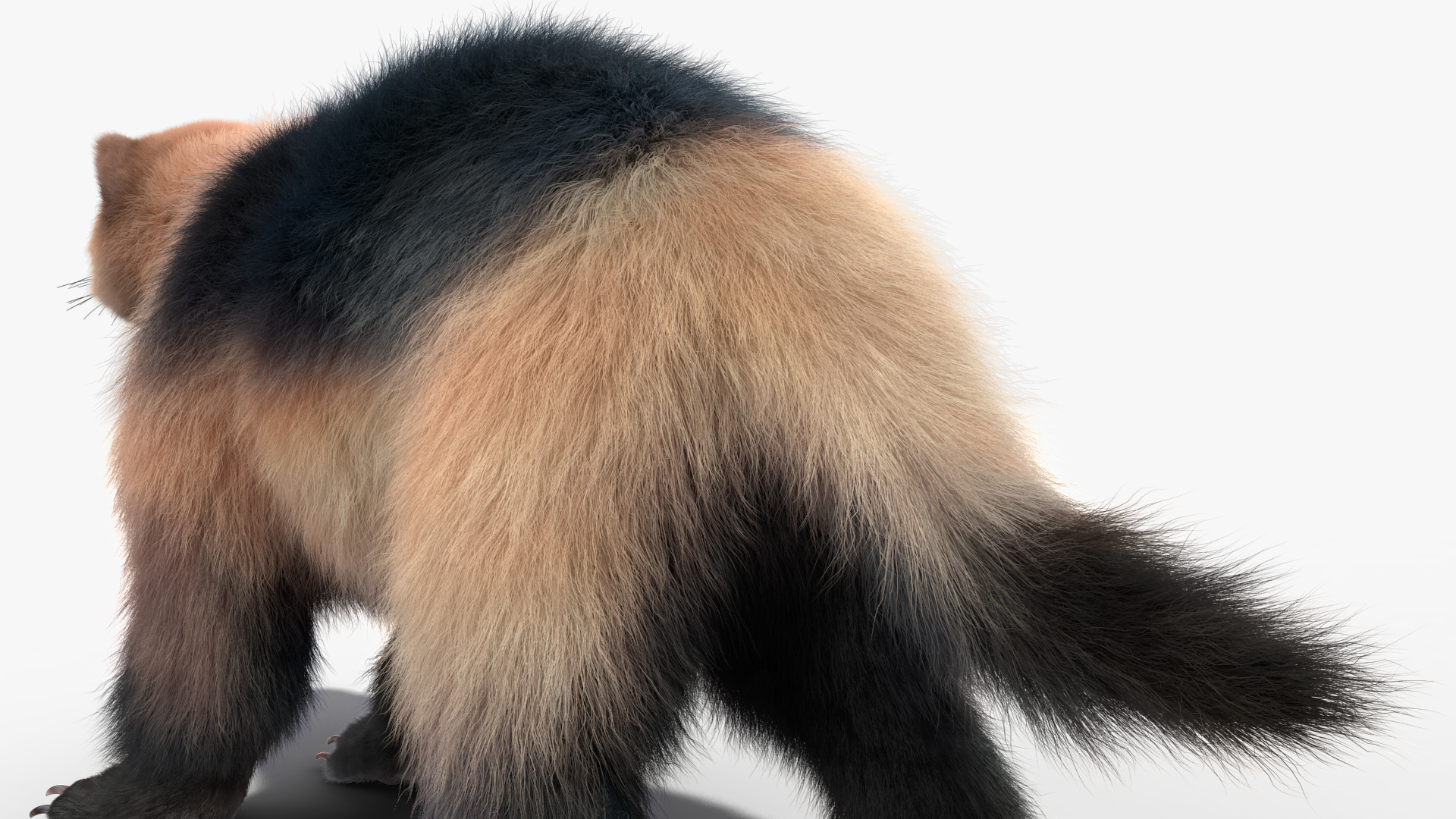 3D model Wolverine Light Color Fur