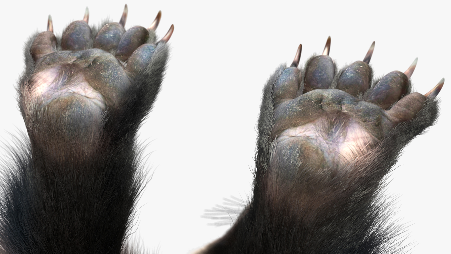 3D model Wolverine Light Color Fur