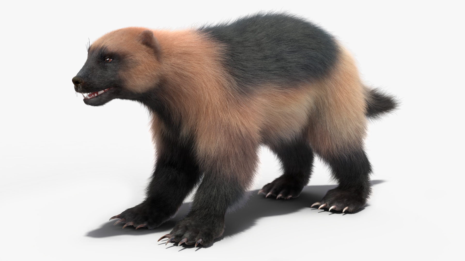 3D model Wolverine Light Color Fur