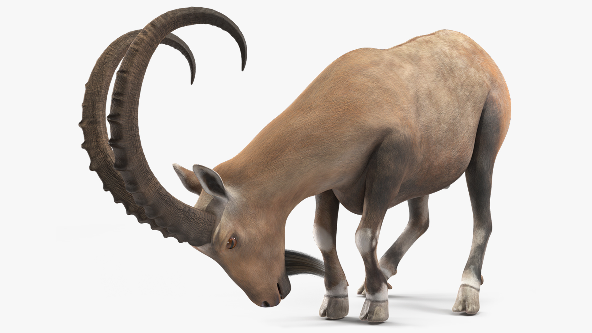 3D Alpine Ibex with Large Horns model
