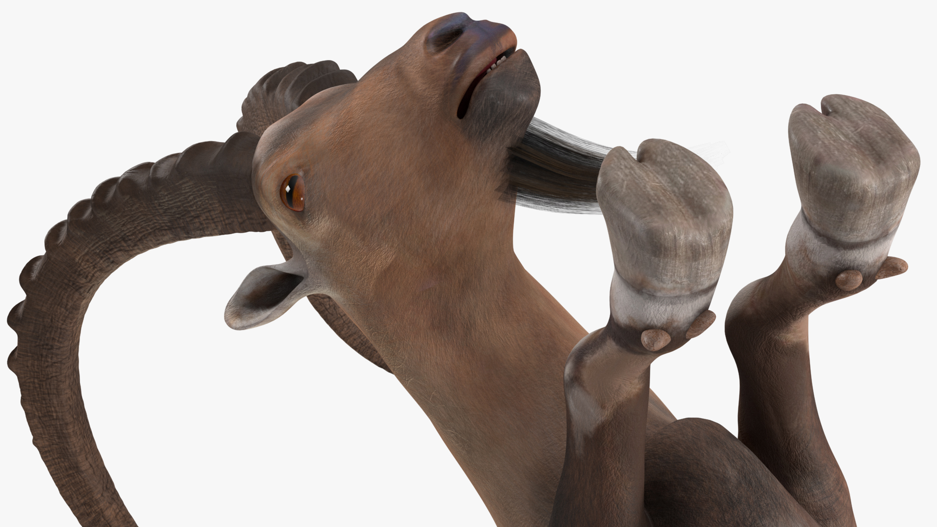 3D Alpine Ibex with Large Horns model