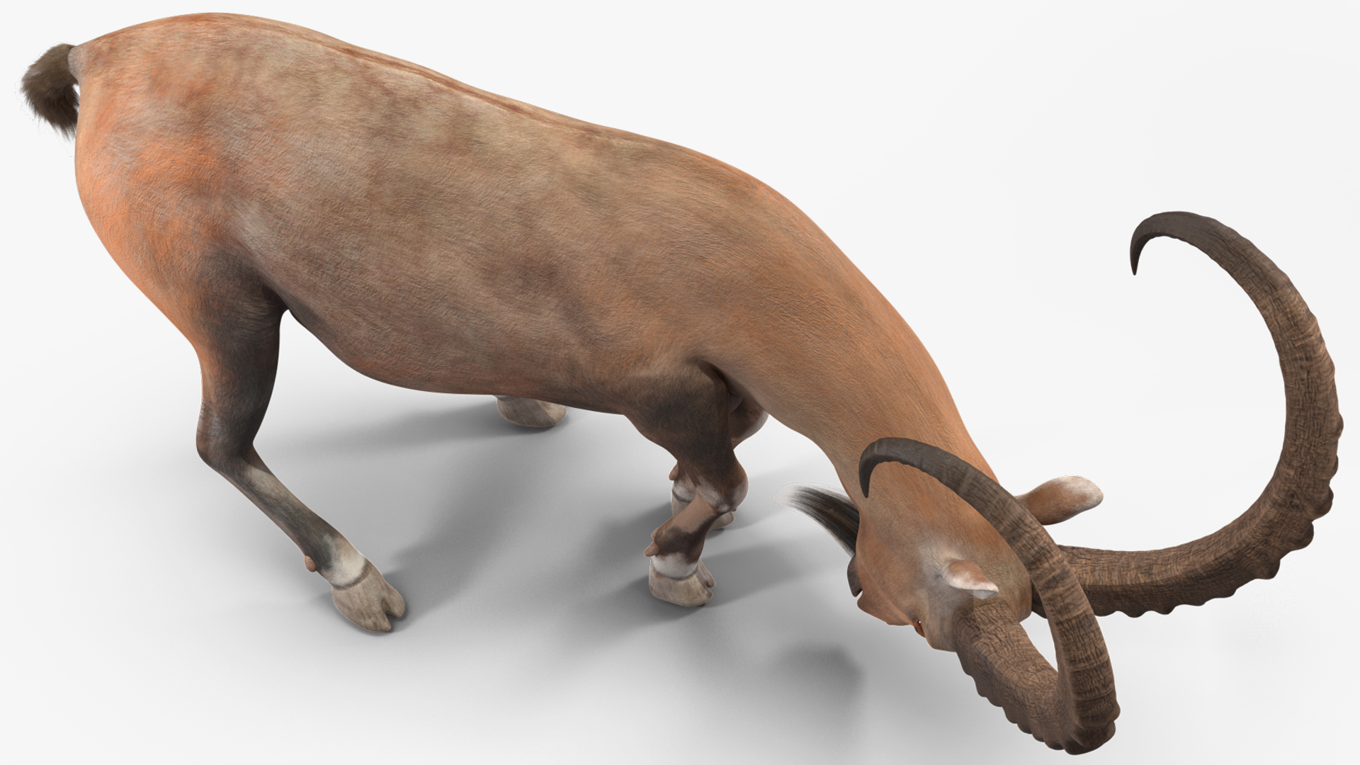 3D Alpine Ibex with Large Horns model