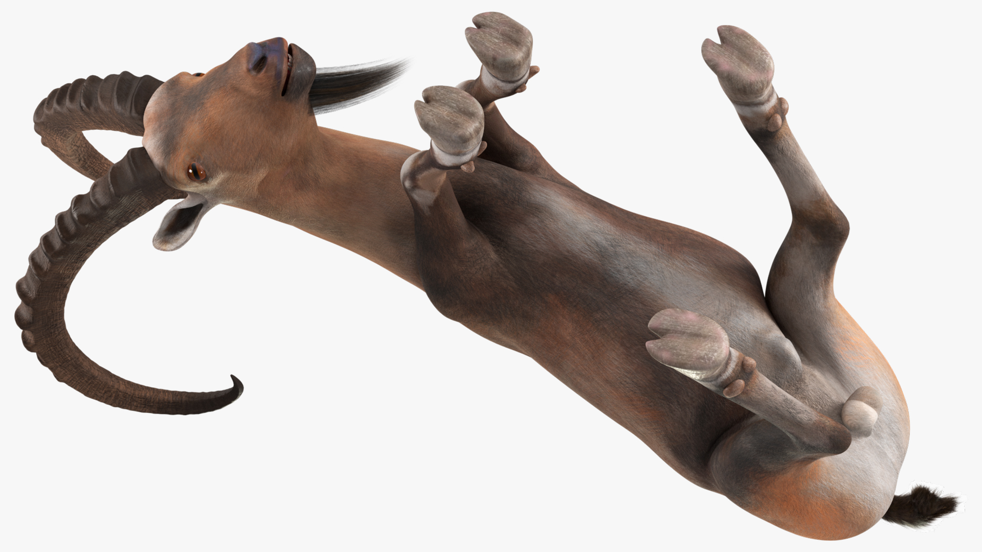 3D Alpine Ibex with Large Horns model