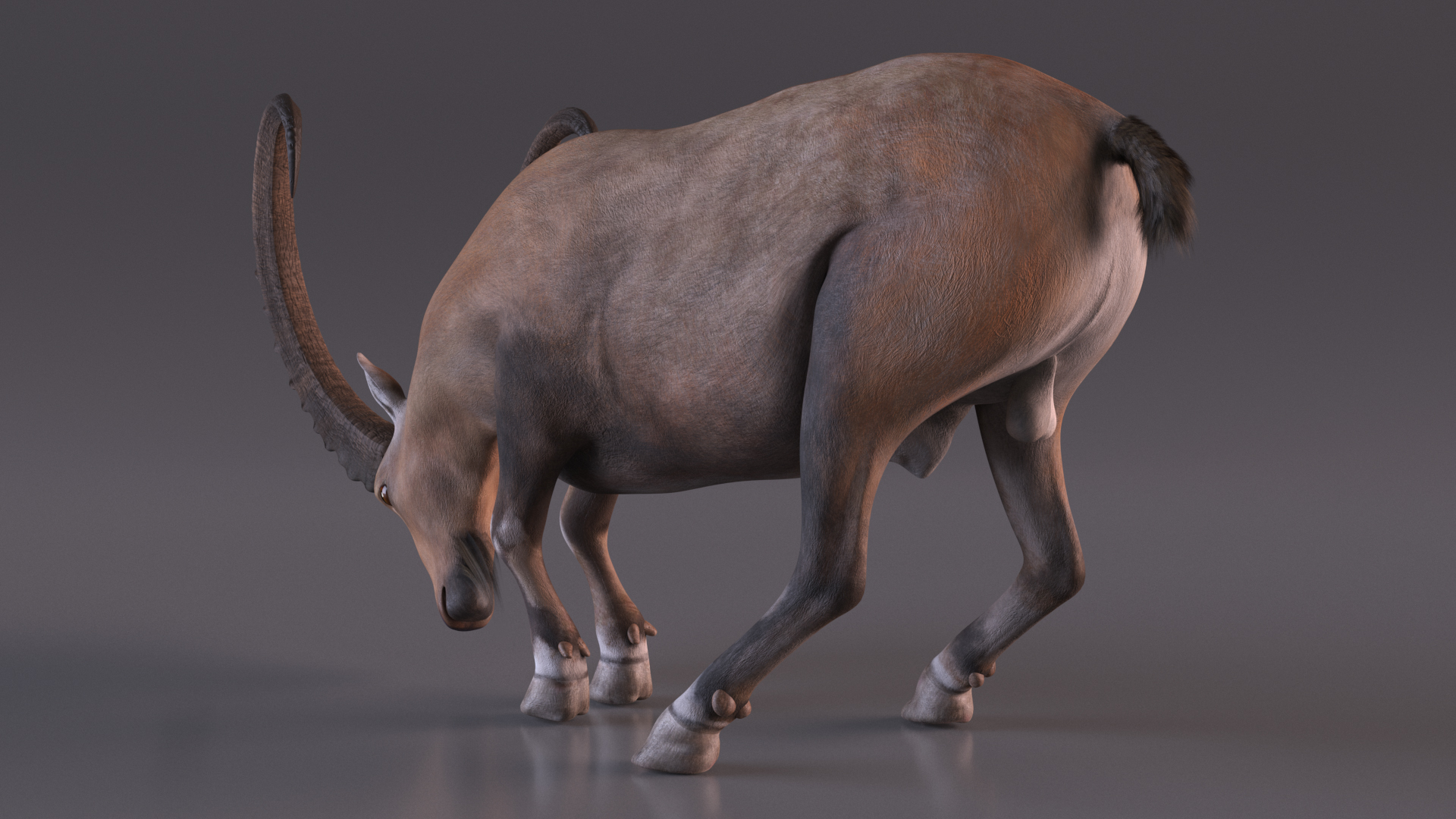 3D Alpine Ibex with Large Horns model