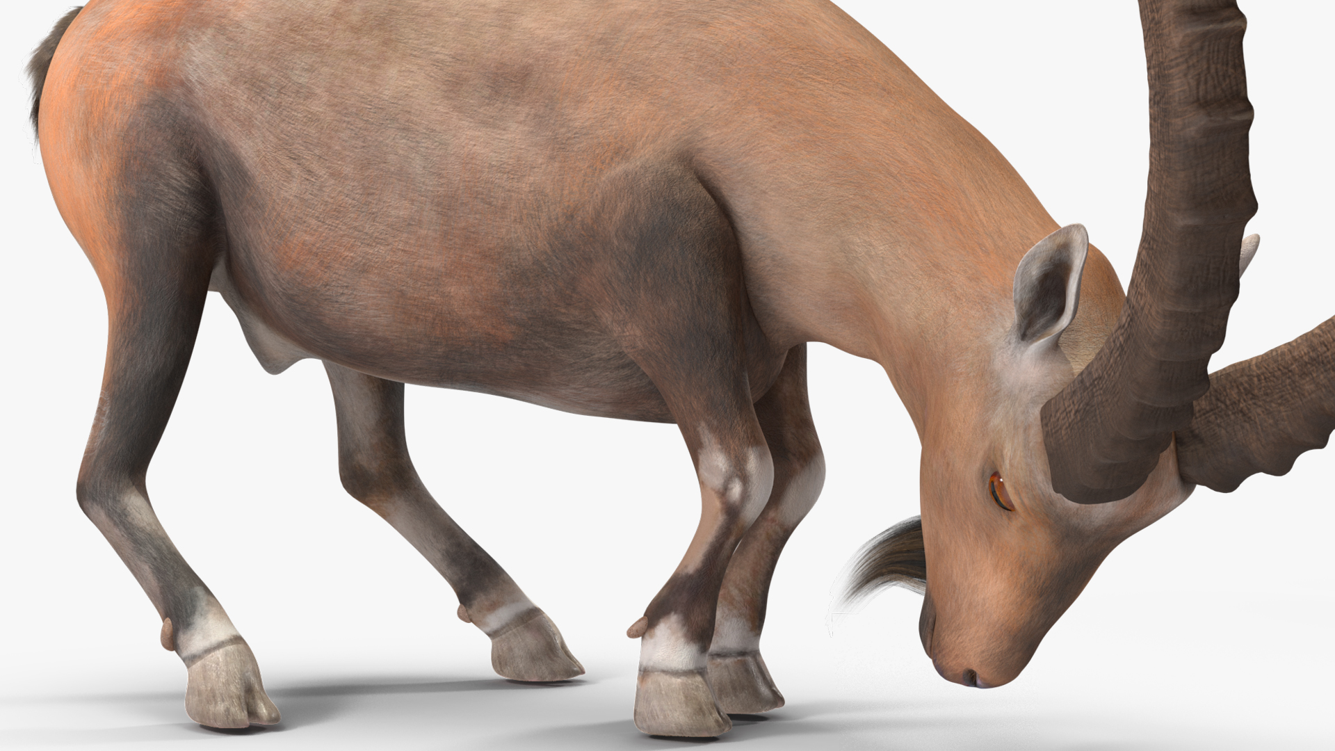3D Alpine Ibex with Large Horns model