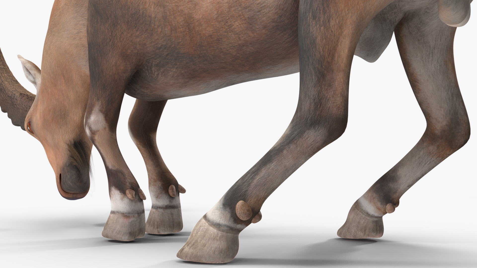 3D Alpine Ibex with Large Horns model