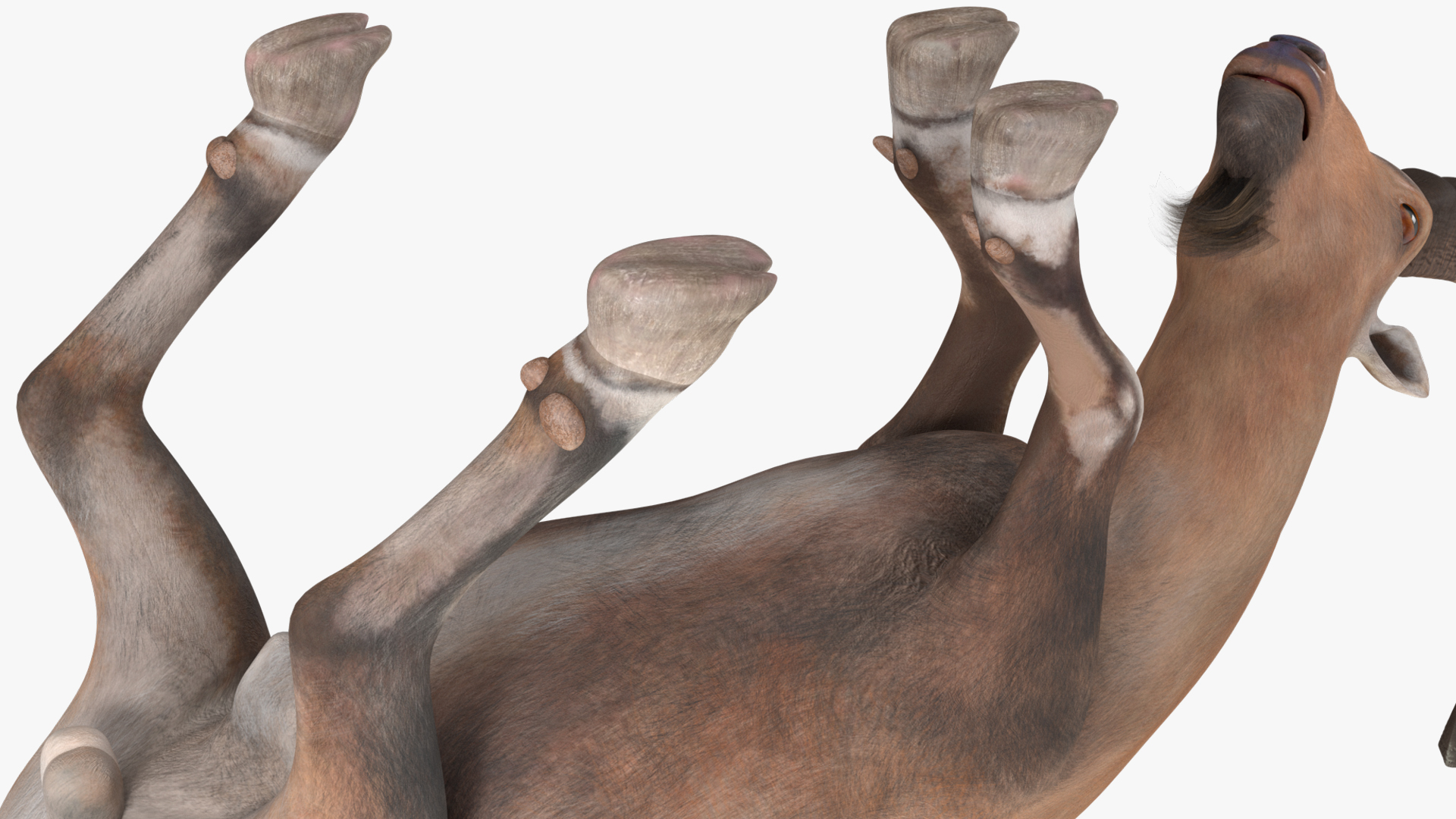 3D Alpine Ibex with Large Horns model