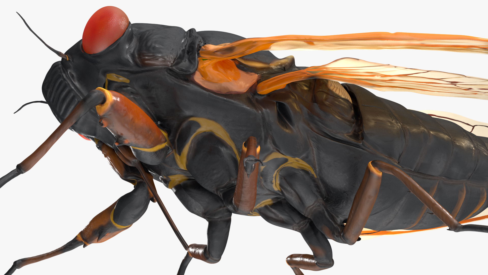 Magicicada Septendecim Pose Calm 3D
