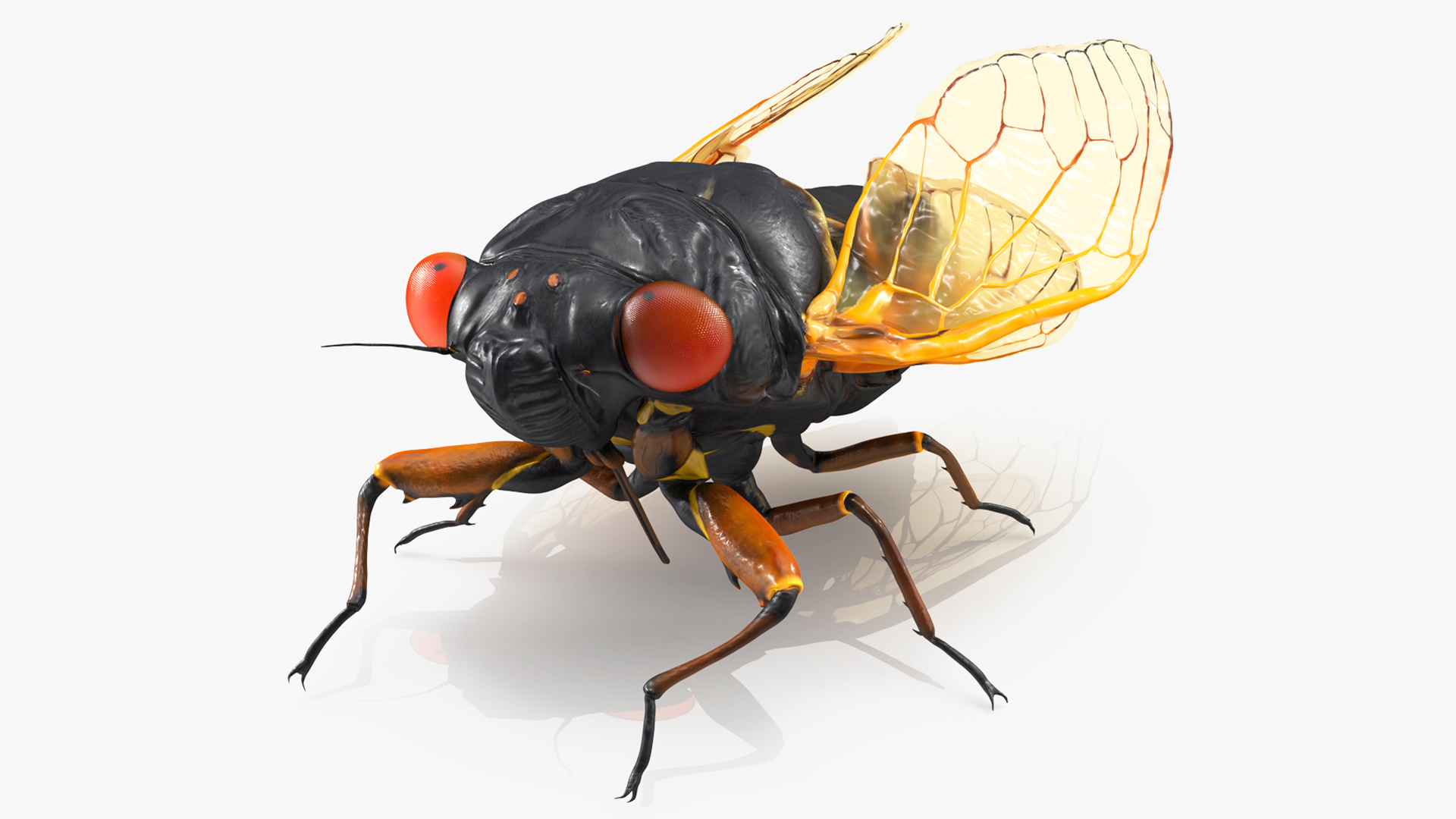Magicicada Septendecim Pose Calm 3D