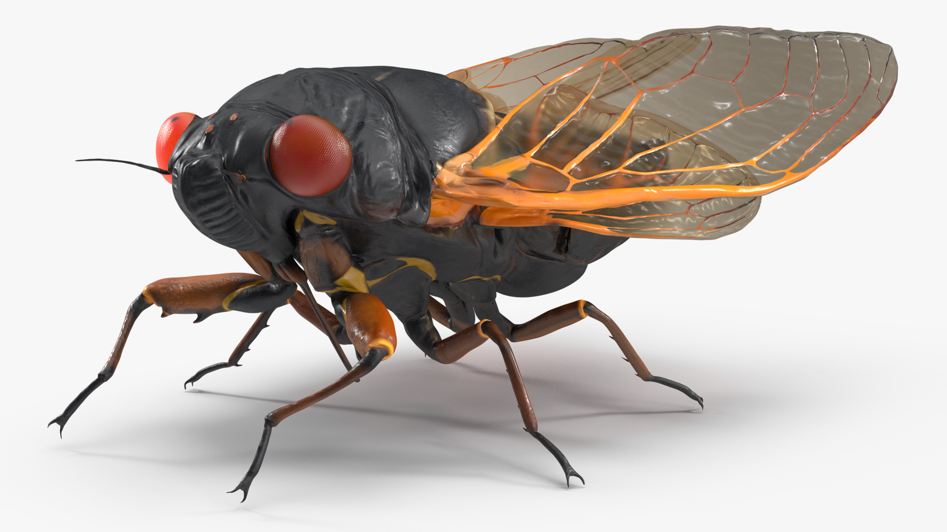 Magicicada Septendecim Pose Calm 3D