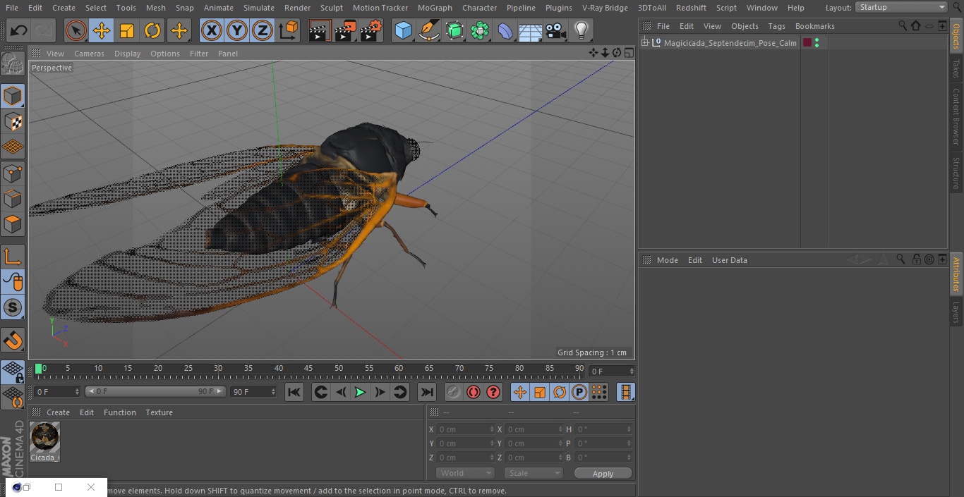 Magicicada Septendecim Pose Calm 3D