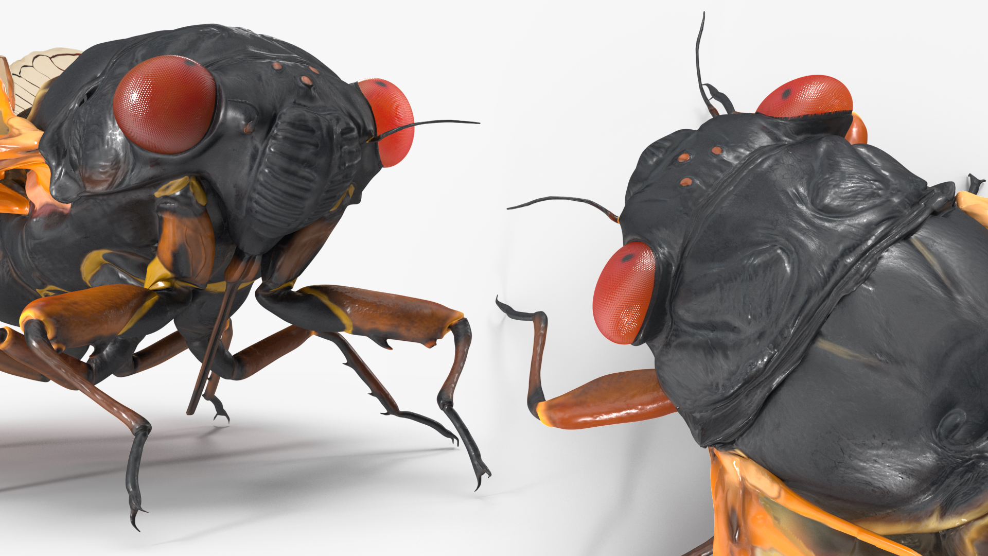 Magicicada Septendecim Pose Calm 3D