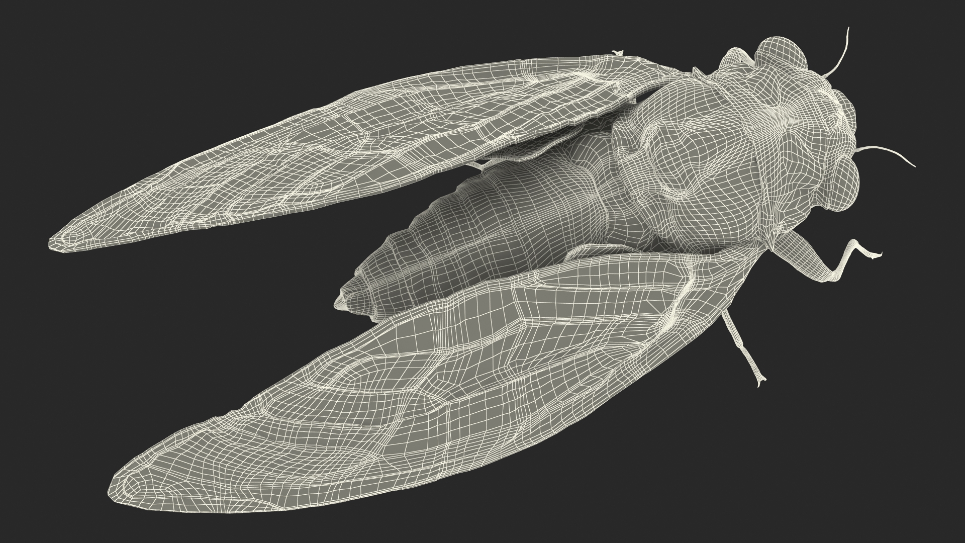 Magicicada Septendecim Pose Calm 3D