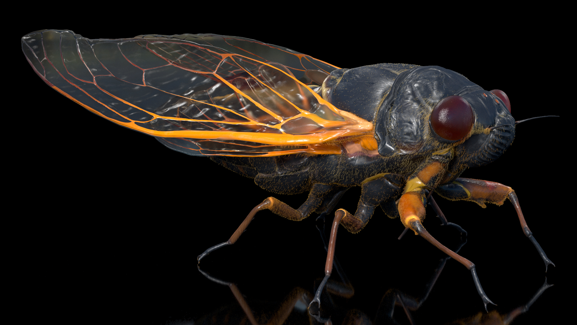 Magicicada Septendecim Pose Calm 3D