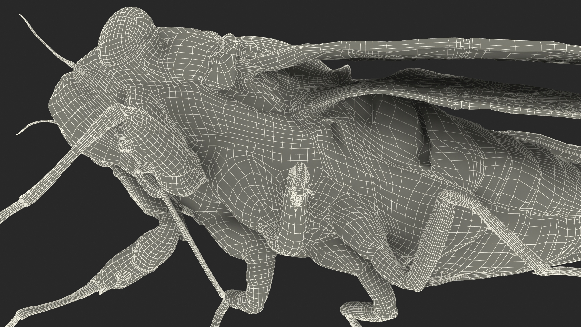 Magicicada Septendecim Pose Calm 3D