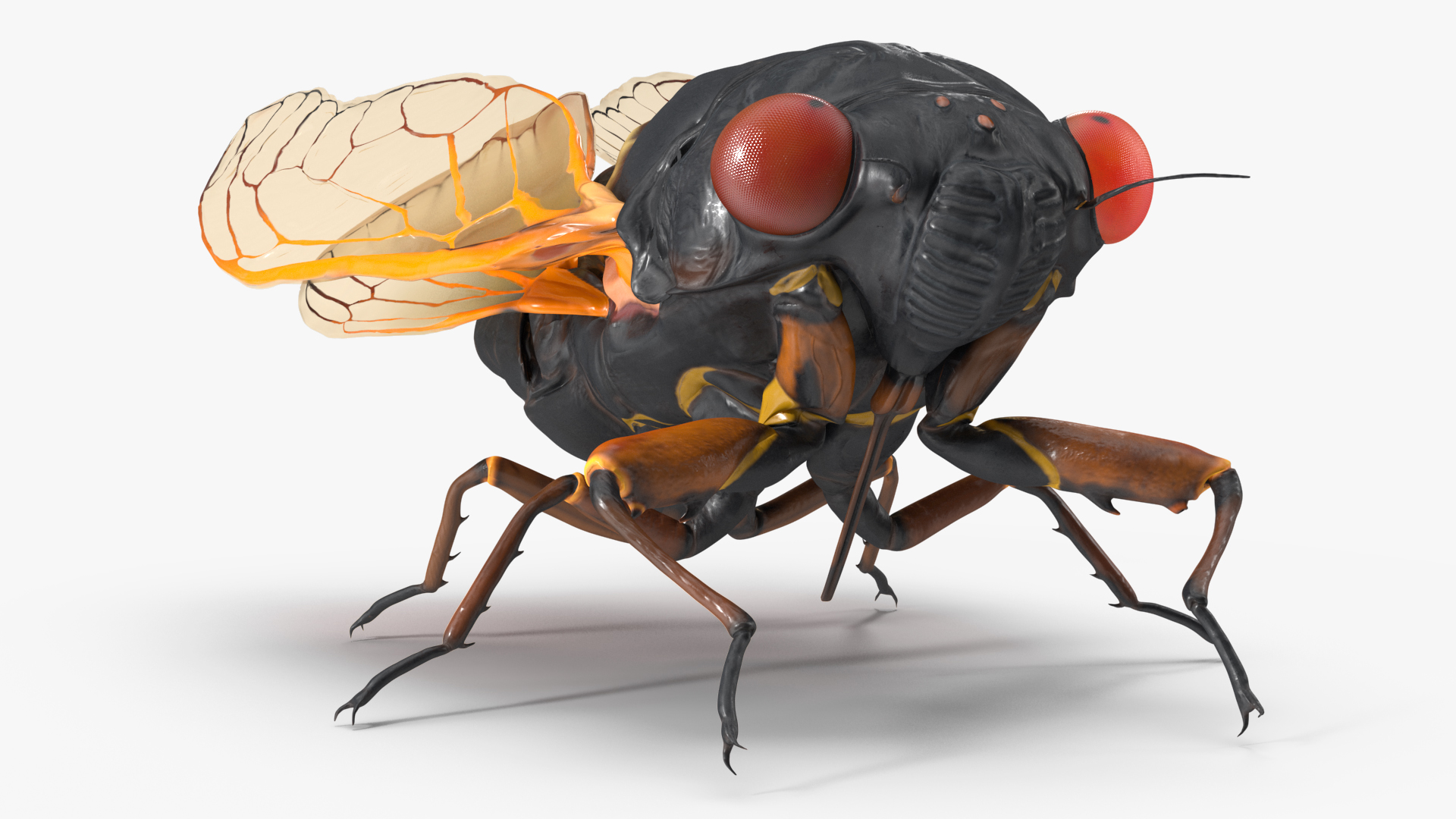 Magicicada Septendecim Pose Calm 3D