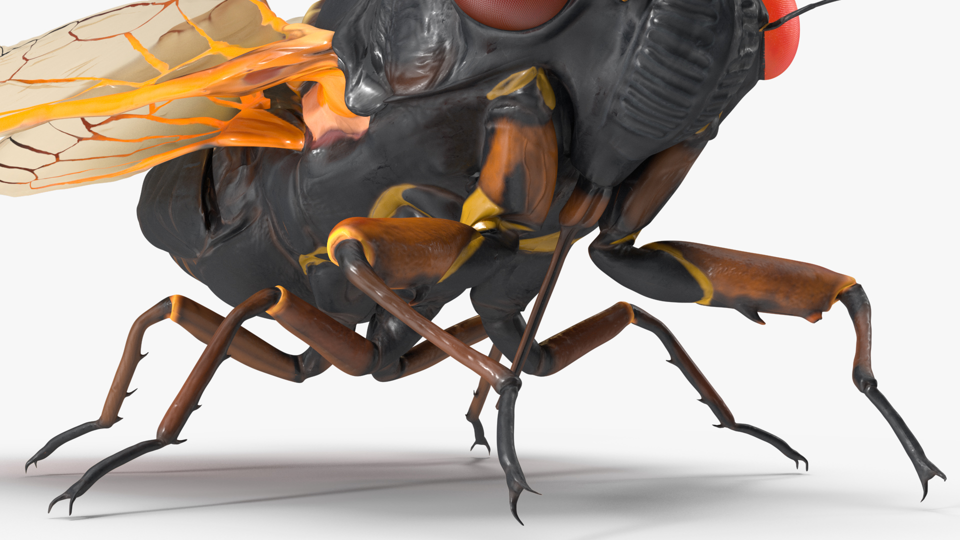 Magicicada Septendecim Pose Calm 3D