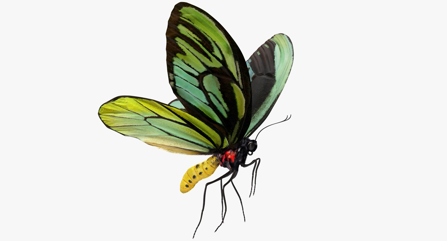 3D Queen Alexandras Birdwing Flying Pose with Fur