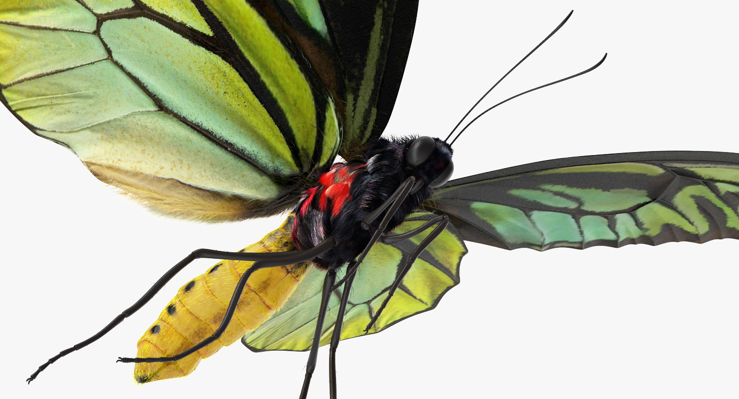 3D Queen Alexandras Birdwing Flying Pose with Fur