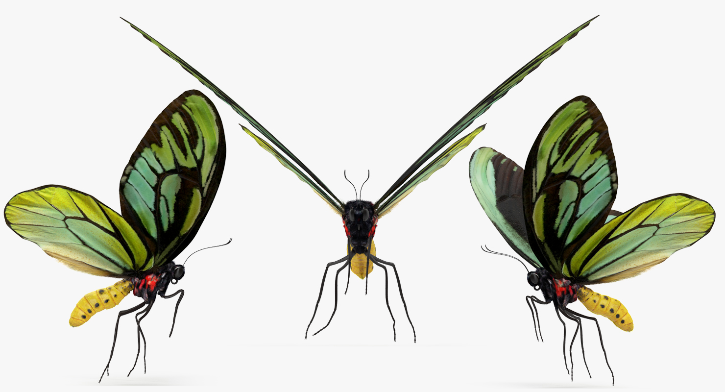 3D Queen Alexandras Birdwing Flying Pose with Fur