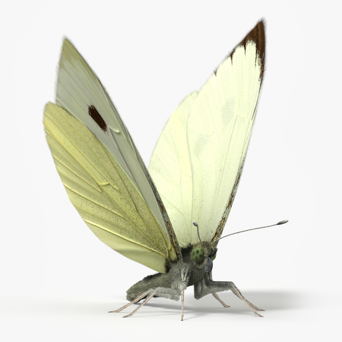 Female Cabbage Butterfly Fur - White · Rigged