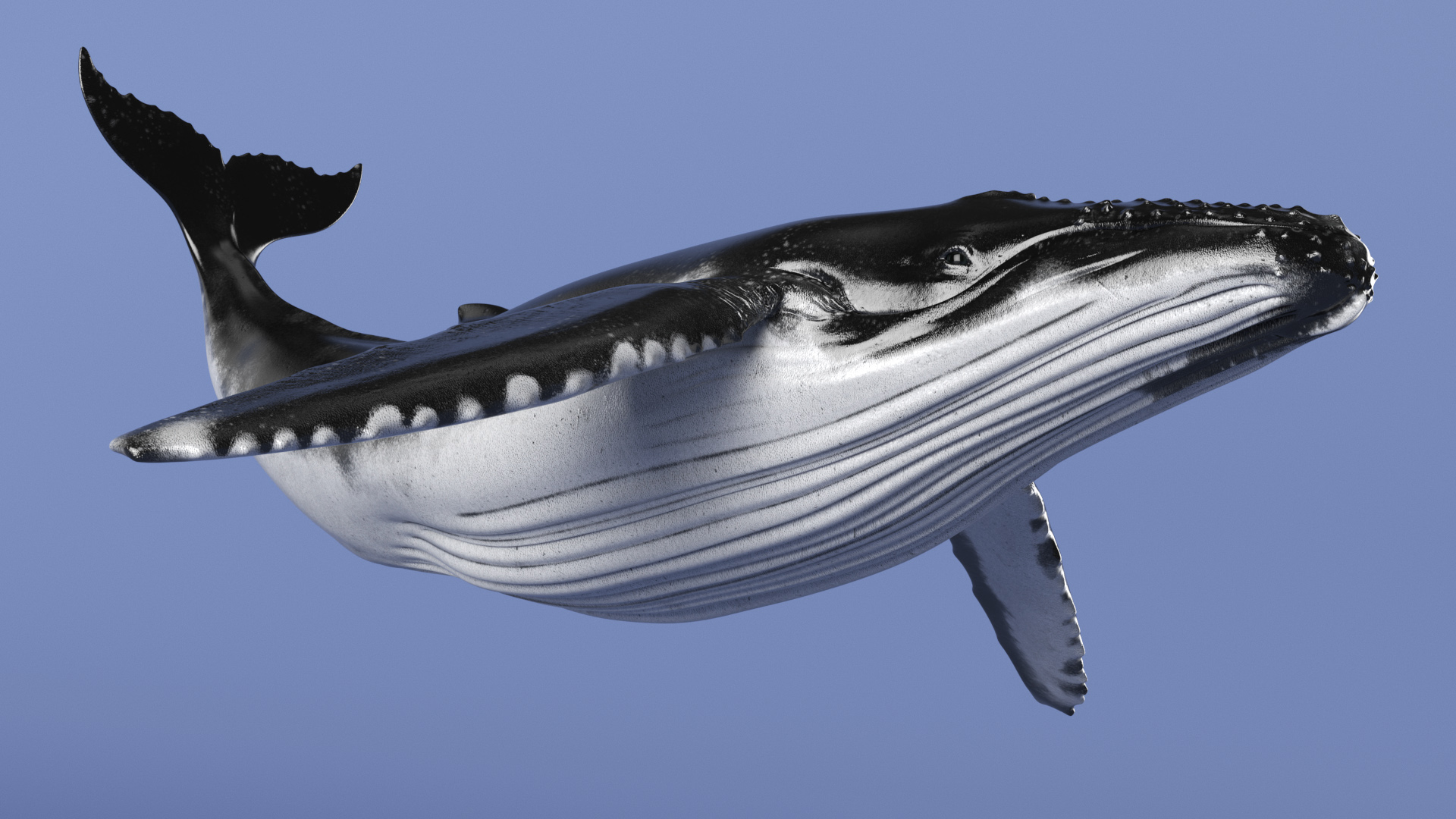 Megaptera Novaeangliae 3D