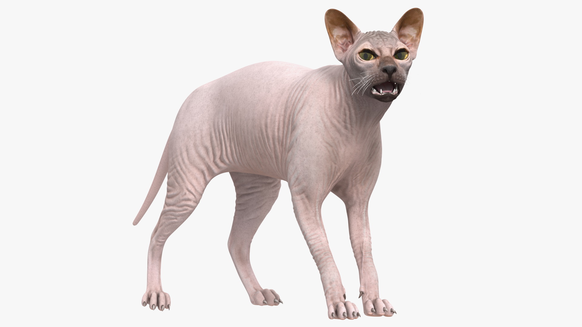 3D Dark Cream Sphynx Cat Rigged model