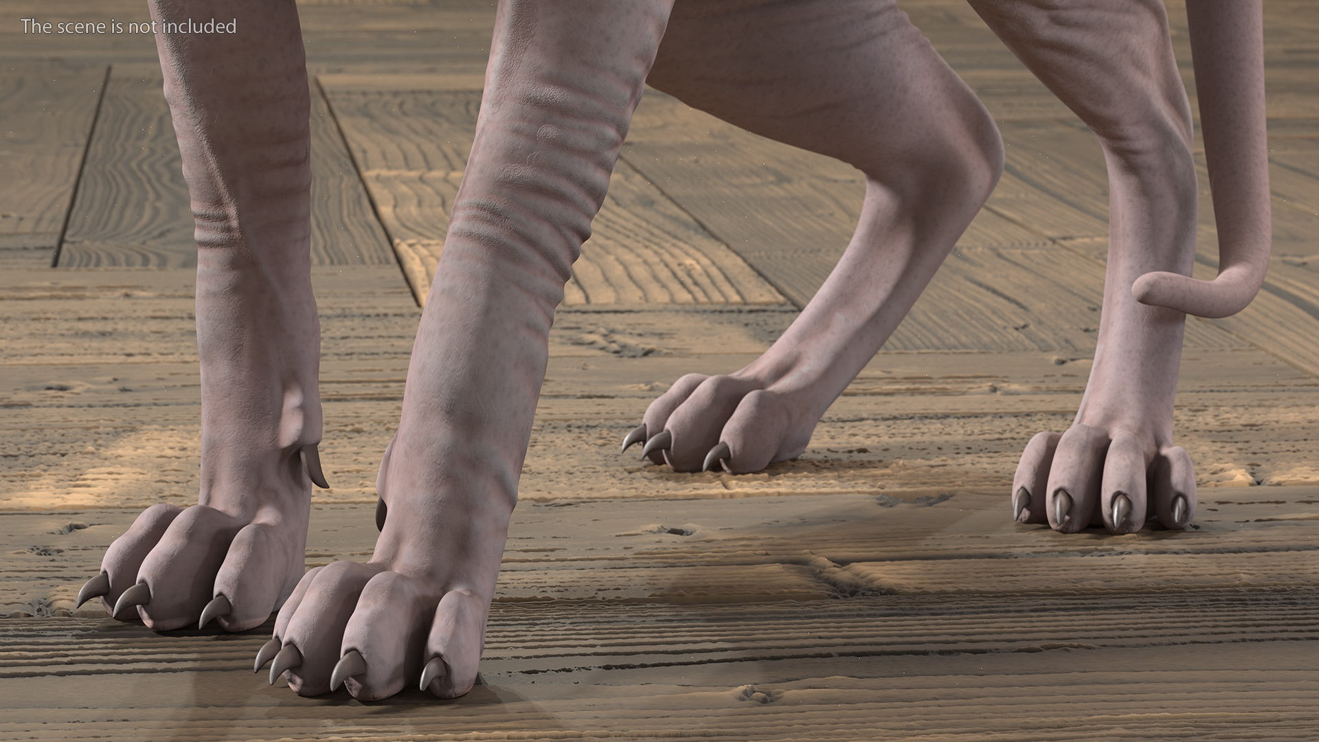3D Dark Cream Sphynx Cat Rigged model