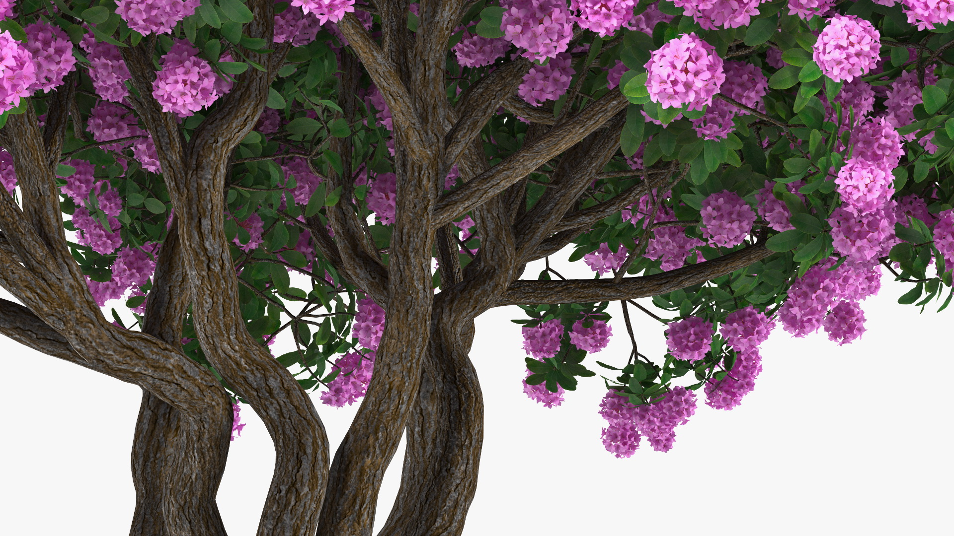 3D Rhododendron Purple Flower Tree