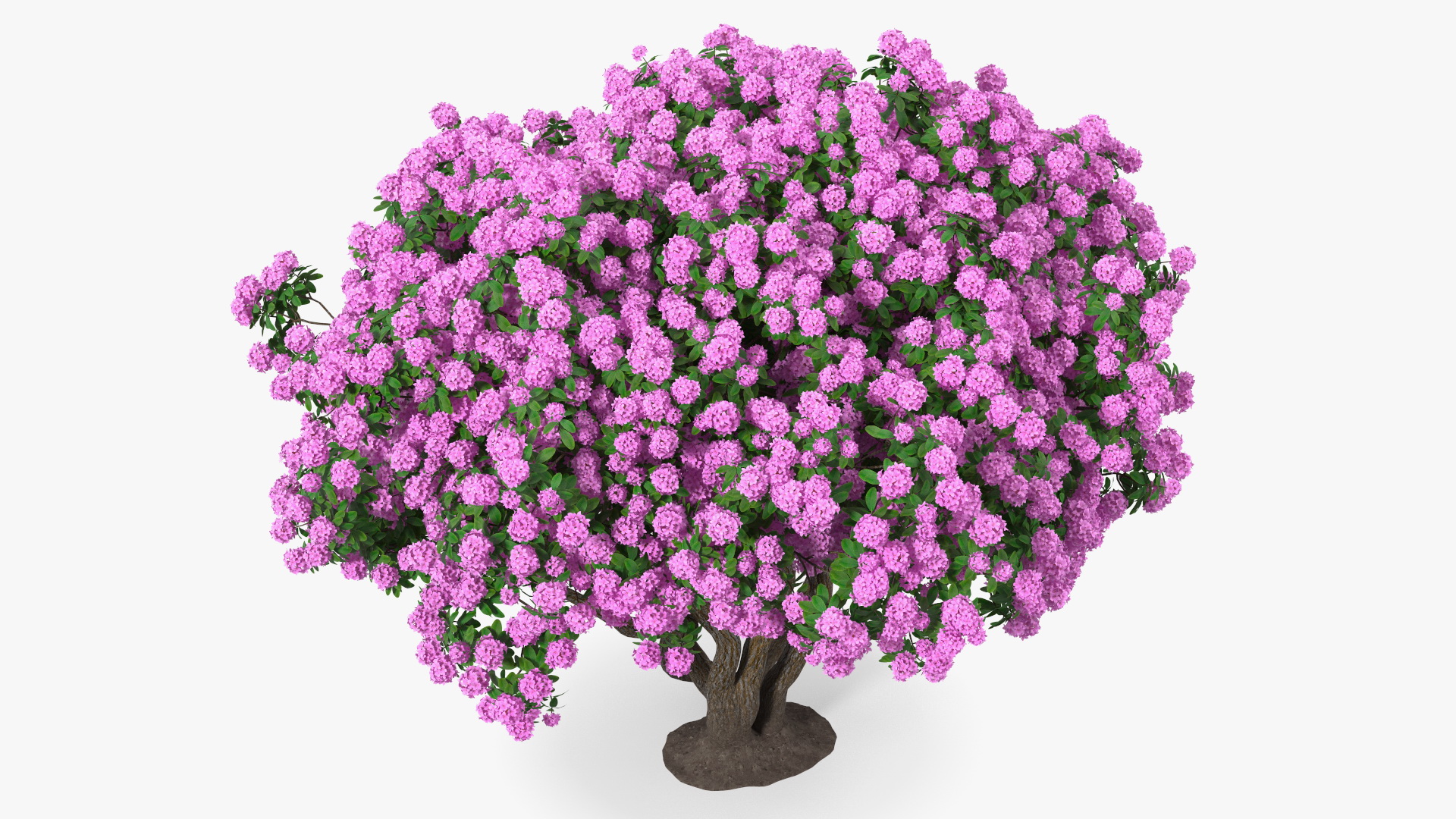 3D Rhododendron Purple Flower Tree