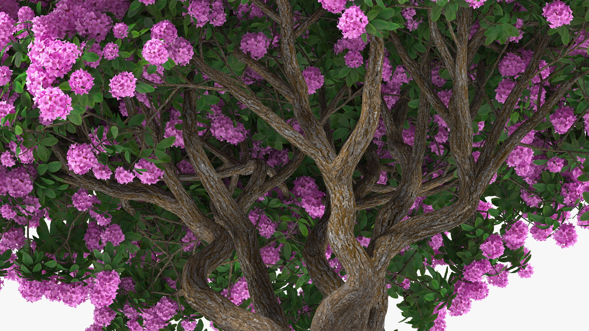 3D Rhododendron Purple Flower Tree