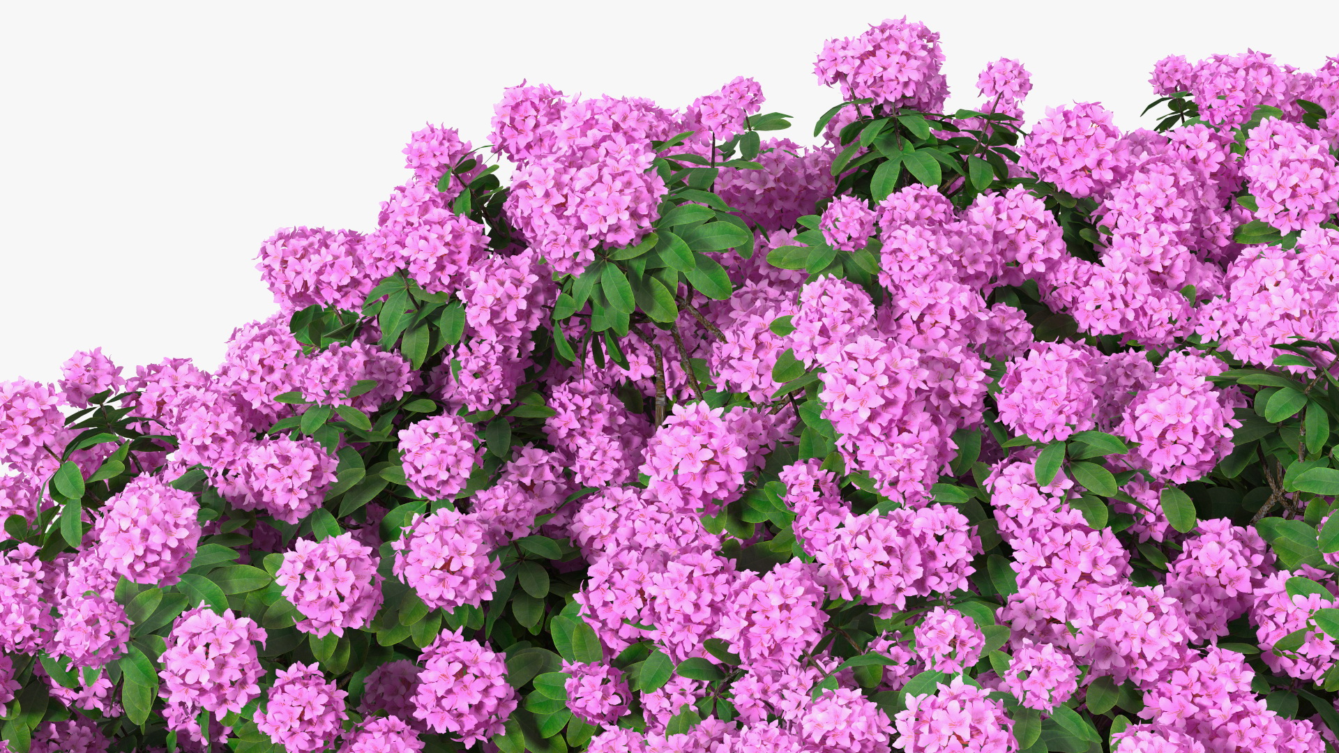 3D Rhododendron Purple Flower Tree