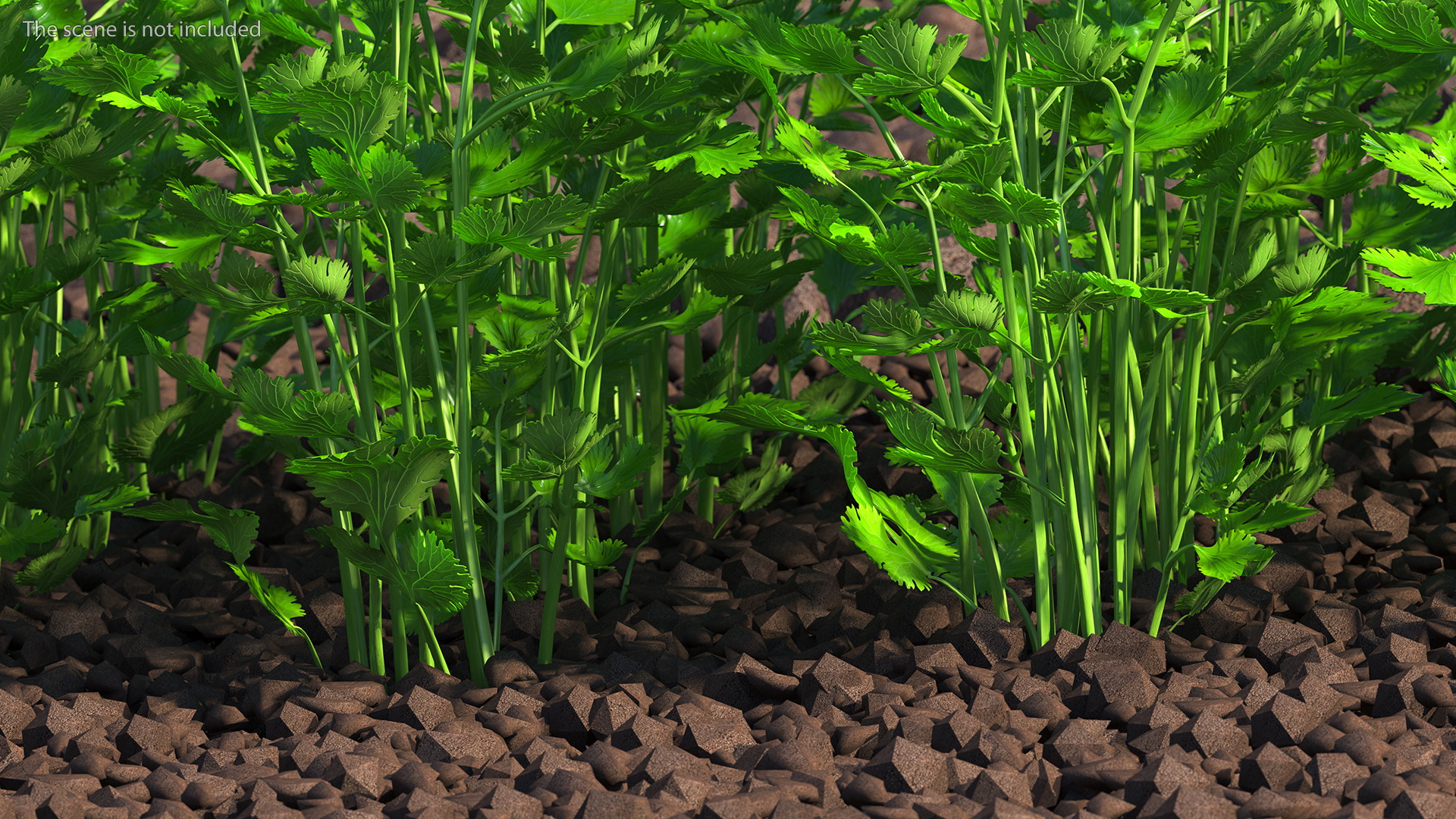 Cilantro Garden Bed 3D model
