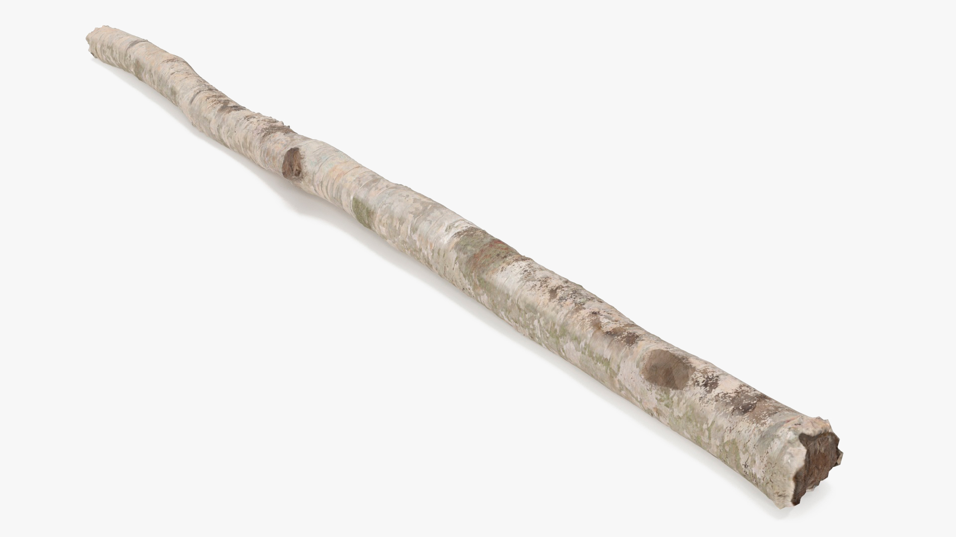 3D Birch Pole with White Bark