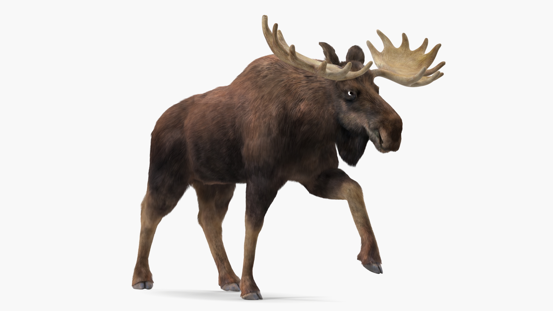 Walking Moose Fur 3D