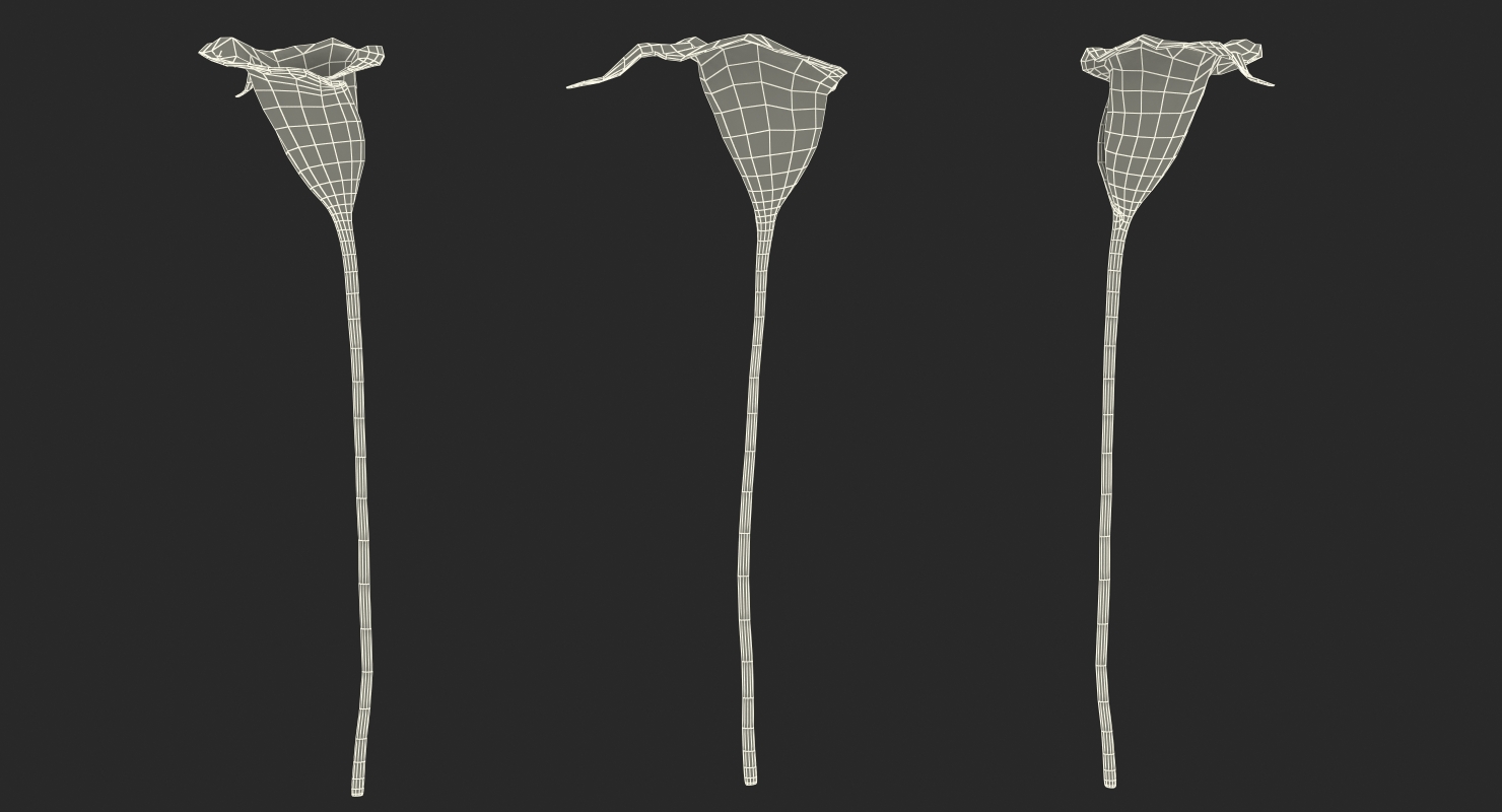 Calla Flower 3D