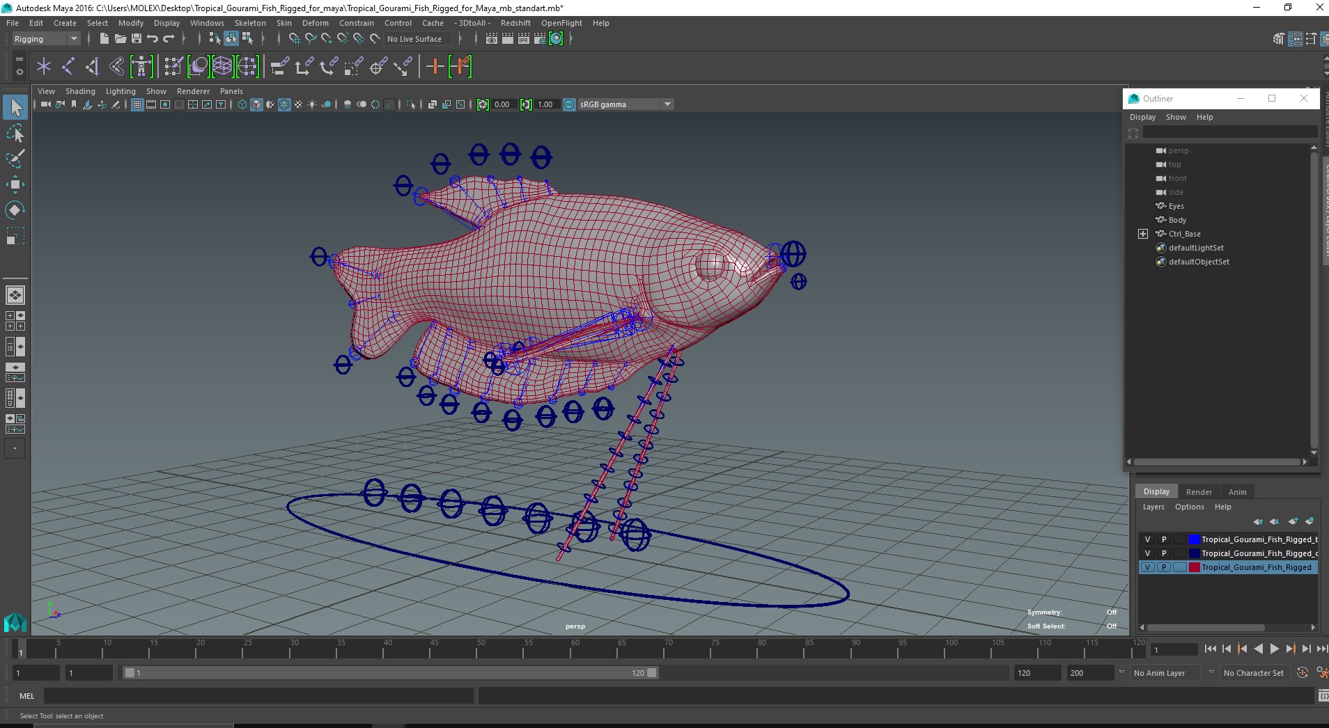 Tropical Gourami Fish Rigged for Maya 3D