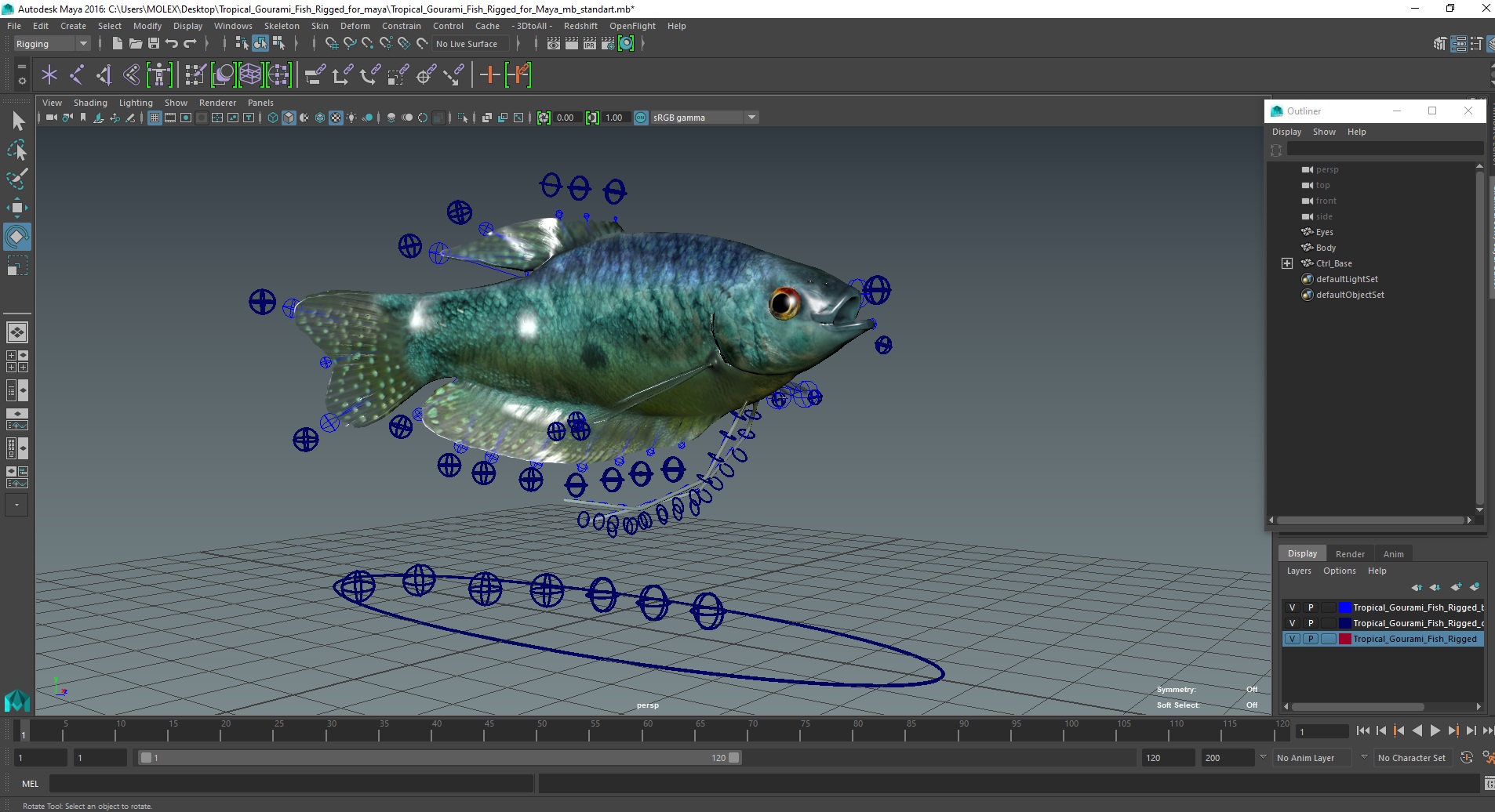Tropical Gourami Fish Rigged for Maya 3D
