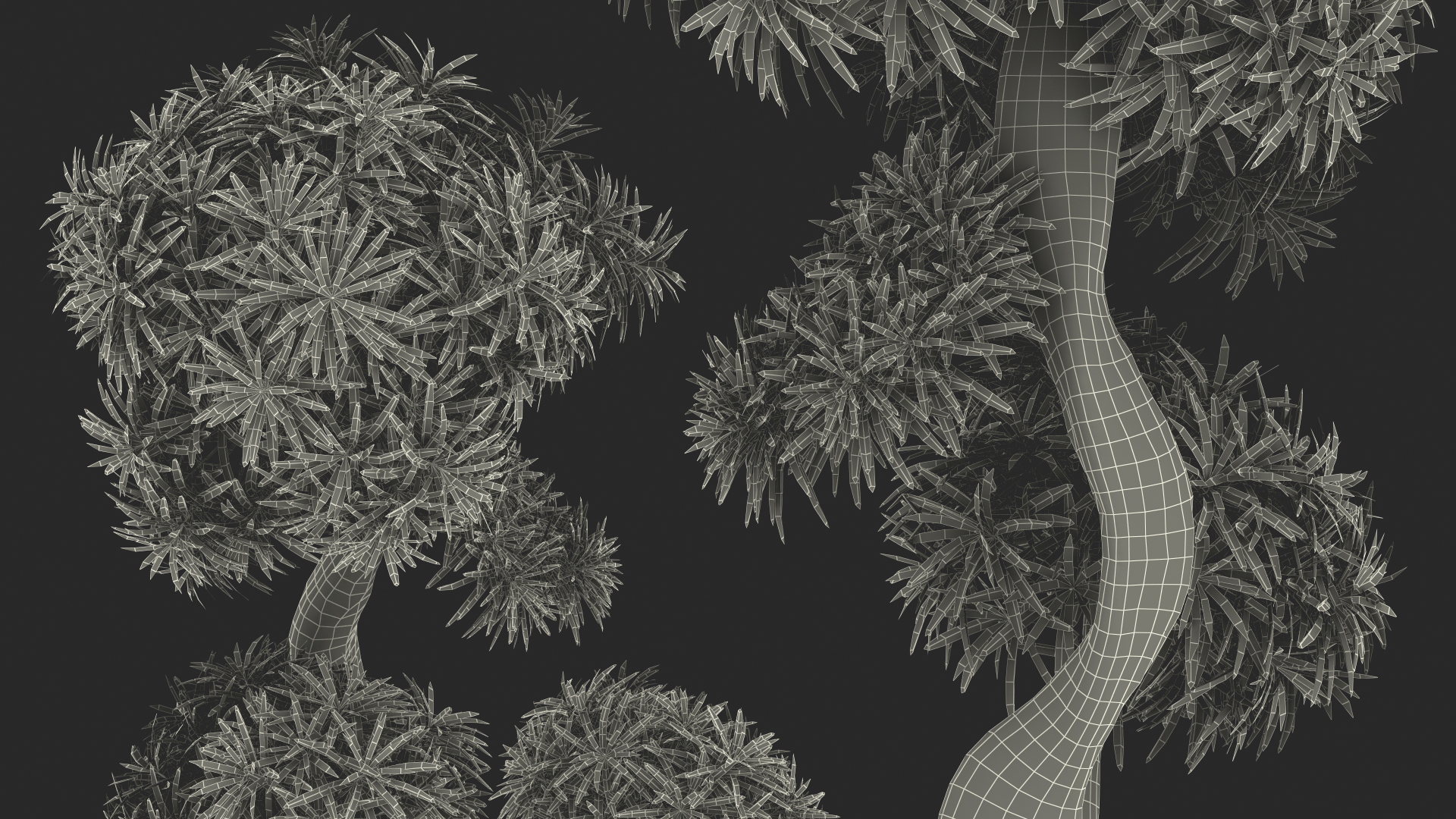 3D Podocarpus Small Tree in Pot model
